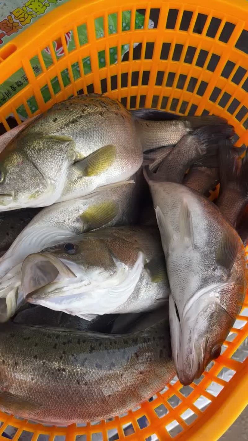 大量出售各种规格海鲈，量大从优