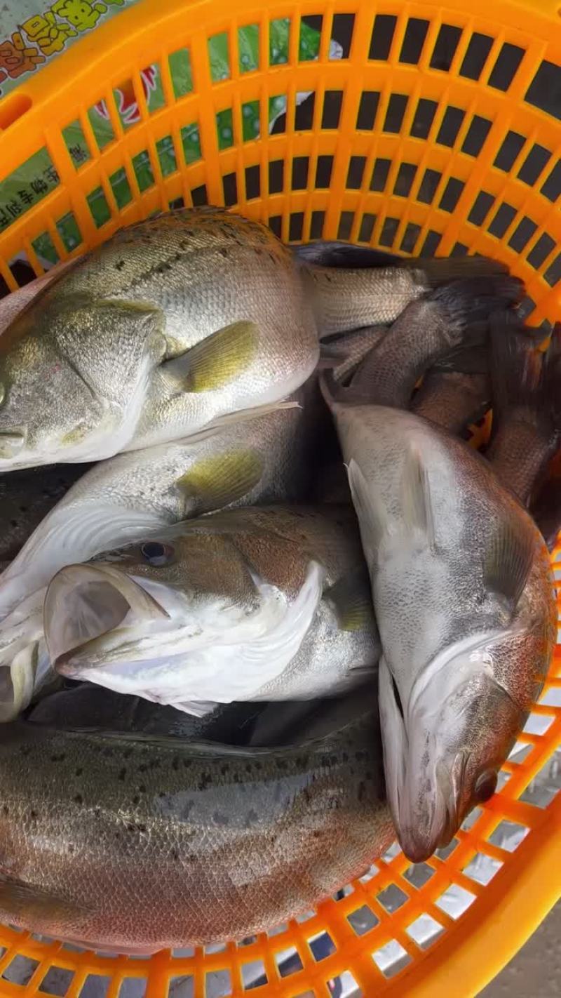 大量出售各种规格海鲈，量大从优