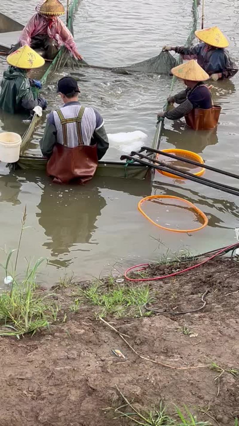 大量出售各种规格海鲈，量大从优