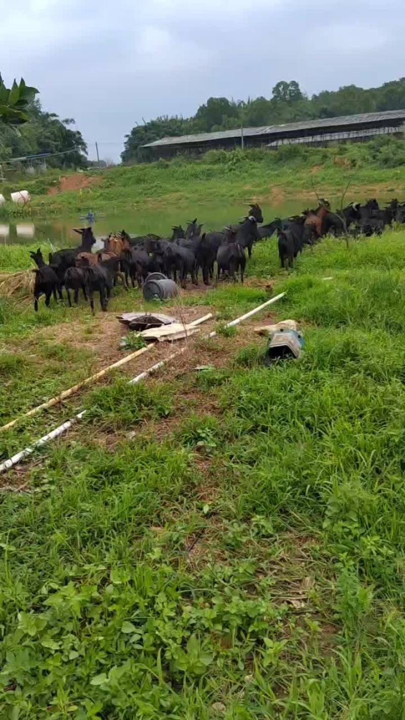 黑山羊