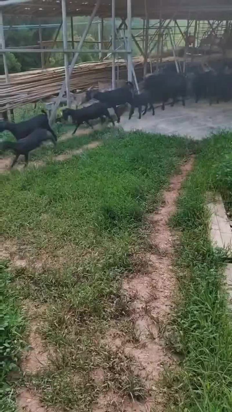 黑山羊