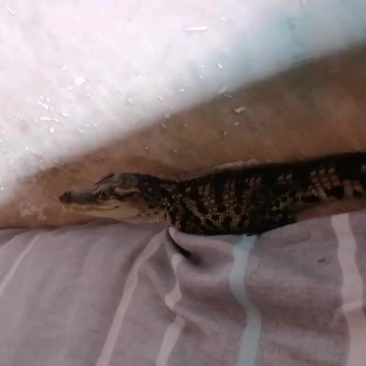 小鳄鱼
