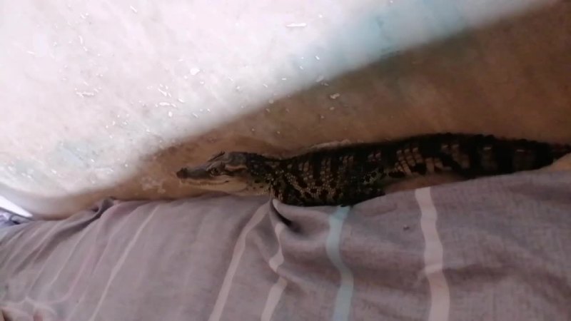 小鳄鱼