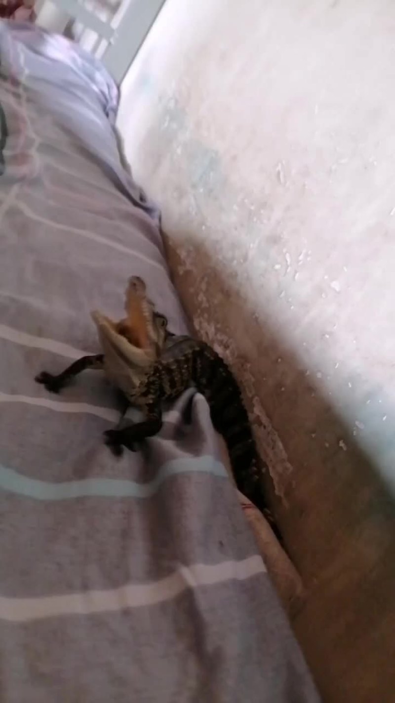 小鳄鱼