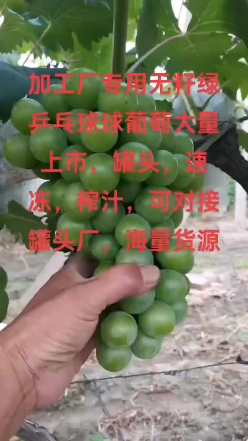 乒乓球葡萄罐头果乒乓球葡萄对接罐头工厂