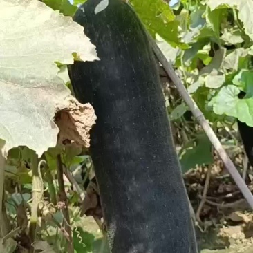 黑皮东瓜