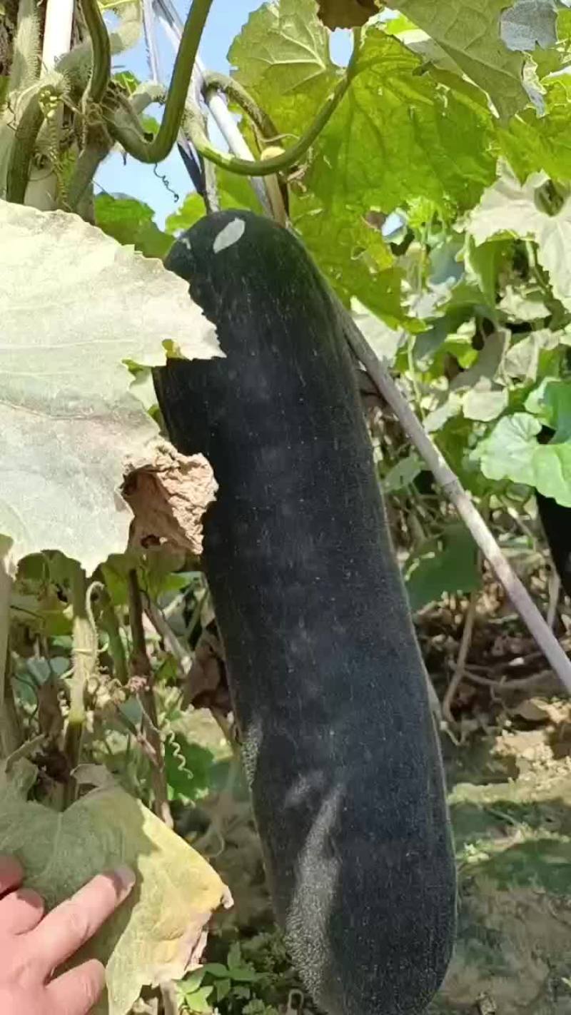 黑皮东瓜