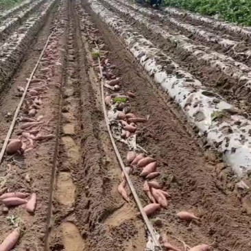 龙九红薯