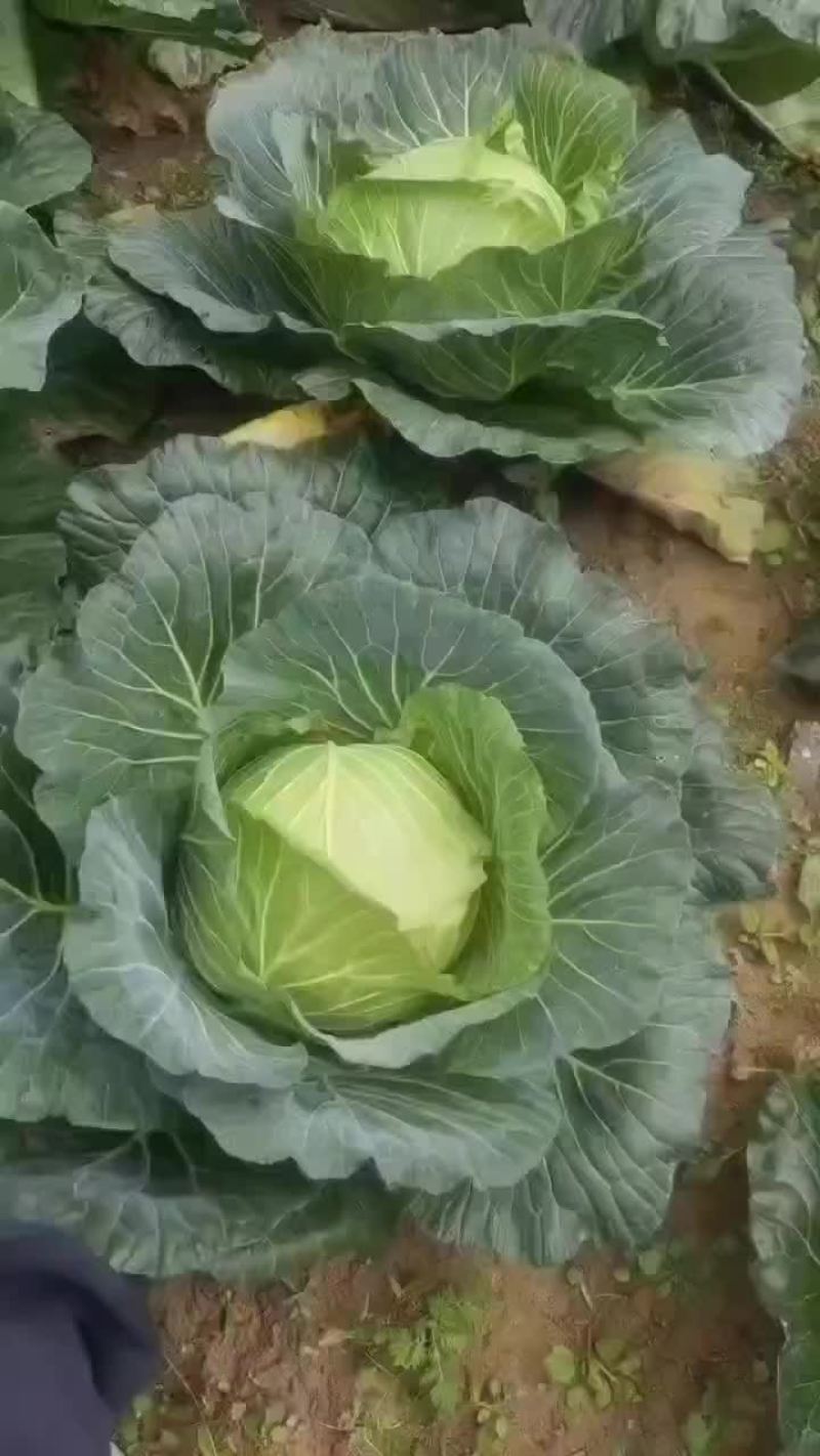 甘蓝.扁包莱，原产地直发，一手货源。大量现货