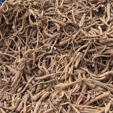 大量白芷上市，要的联系