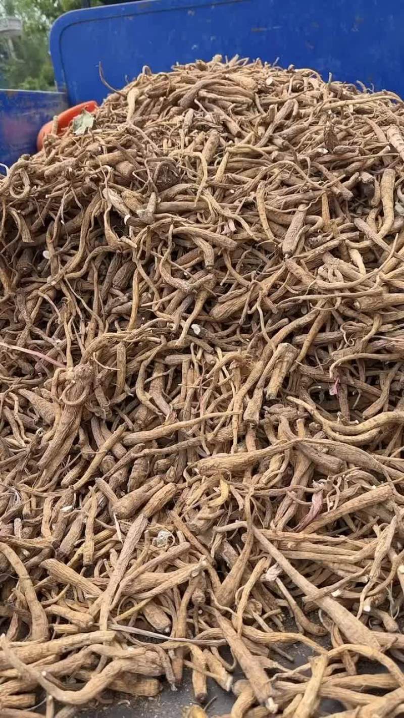 大量白芷上市，要的联系