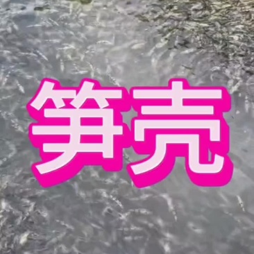 笋壳鱼苗，4至5公分