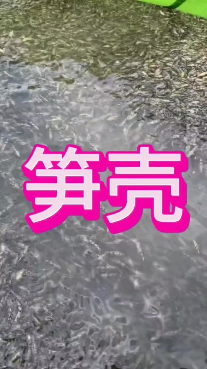 笋壳鱼苗，4至5公分