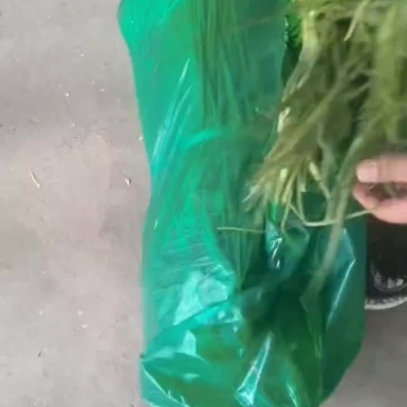 河南蒜苔，便宜，欢迎电商，市场采购，质量有保证