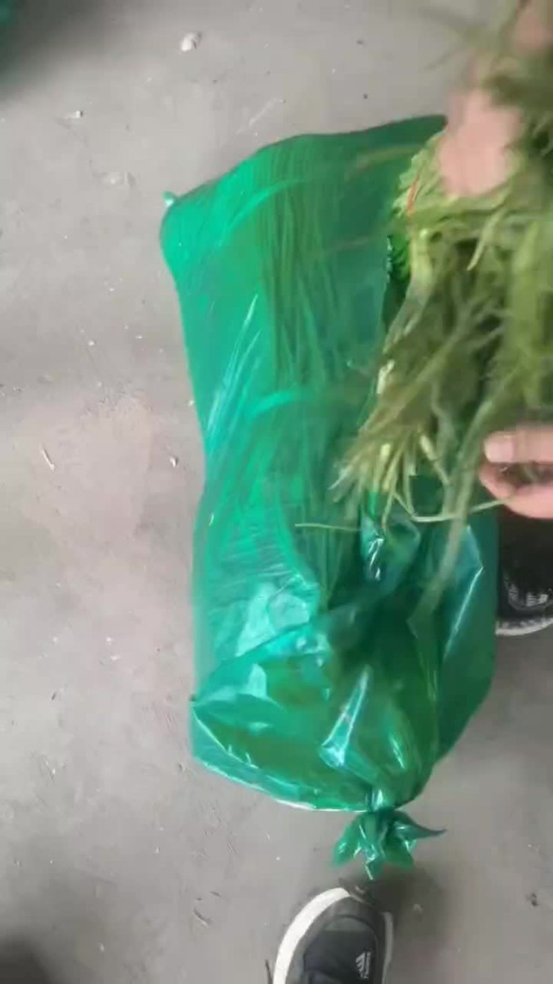 河南蒜苔，便宜，欢迎电商，市场采购，质量有保证