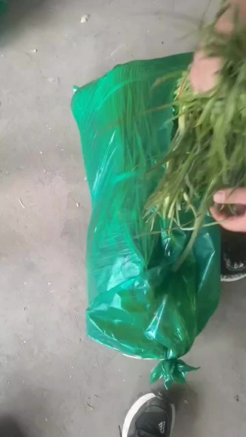 河南蒜苔，便宜，欢迎电商，市场采购，质量有保证