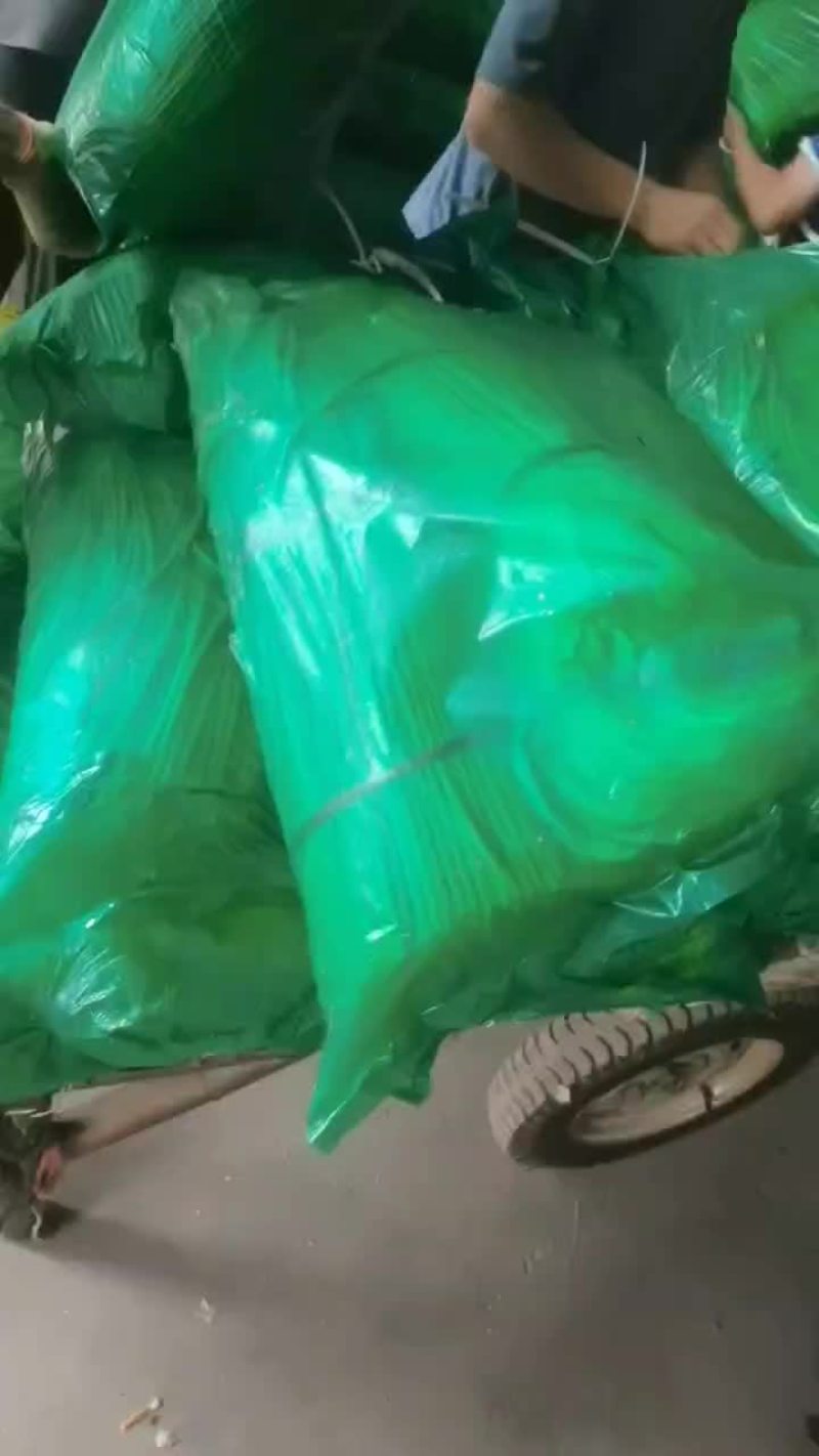 河南蒜苔，便宜，欢迎电商，市场采购，质量有保证