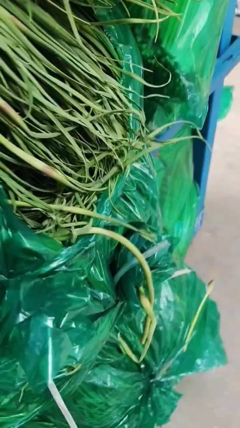 河南蒜苔，便宜，欢迎电商，市场采购，质量有保证