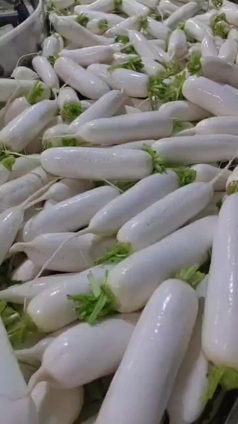 陕西，精品白罗卜