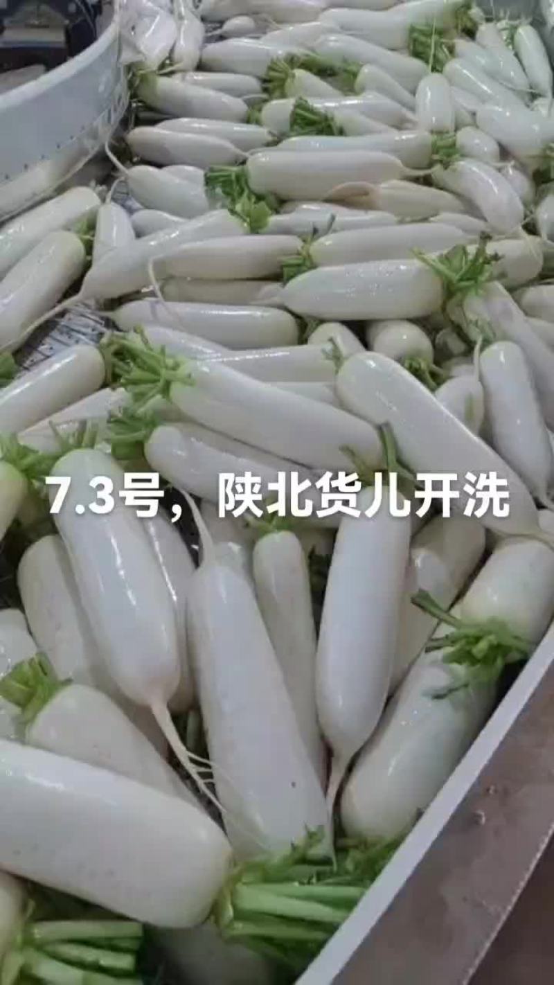 陕西，精品白罗卜