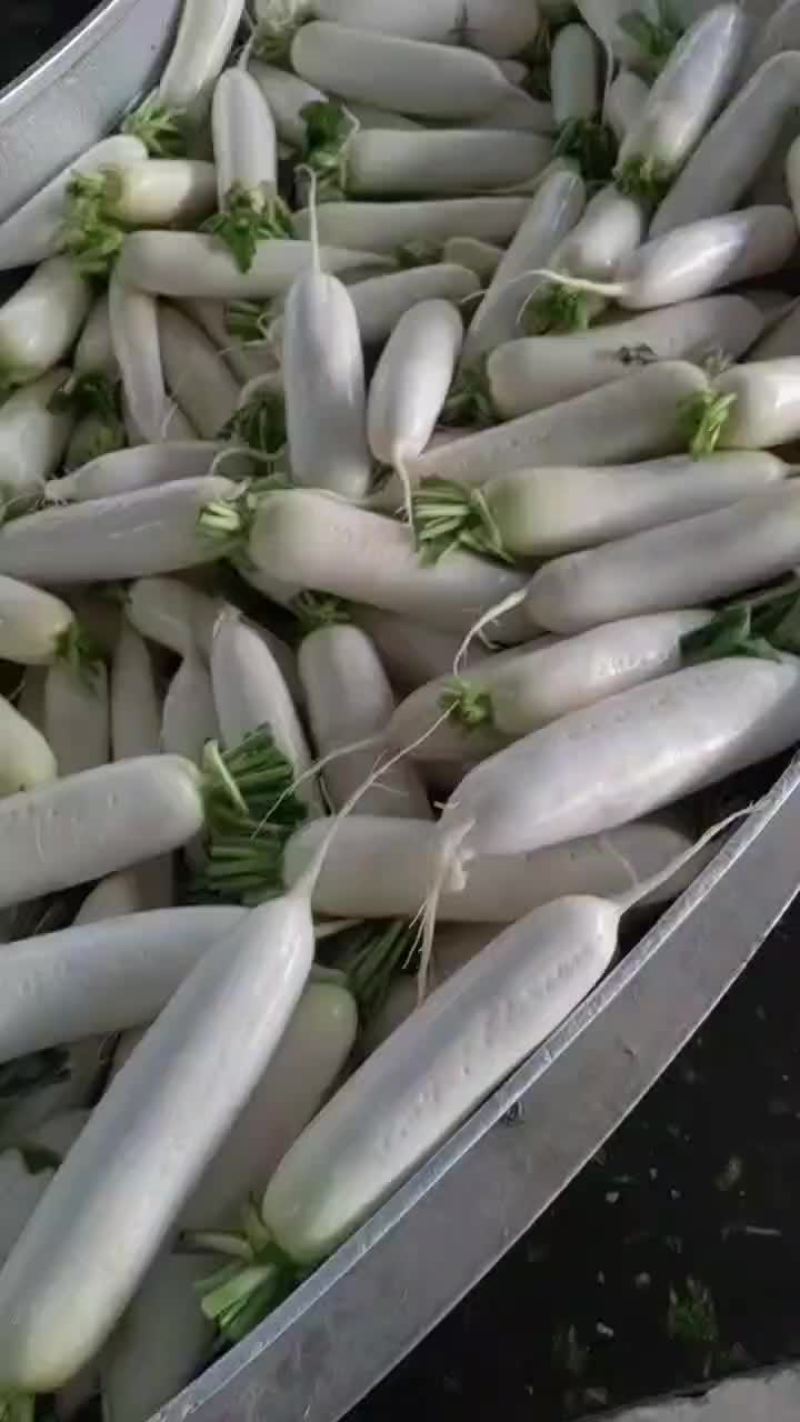 陕西，精品白罗卜