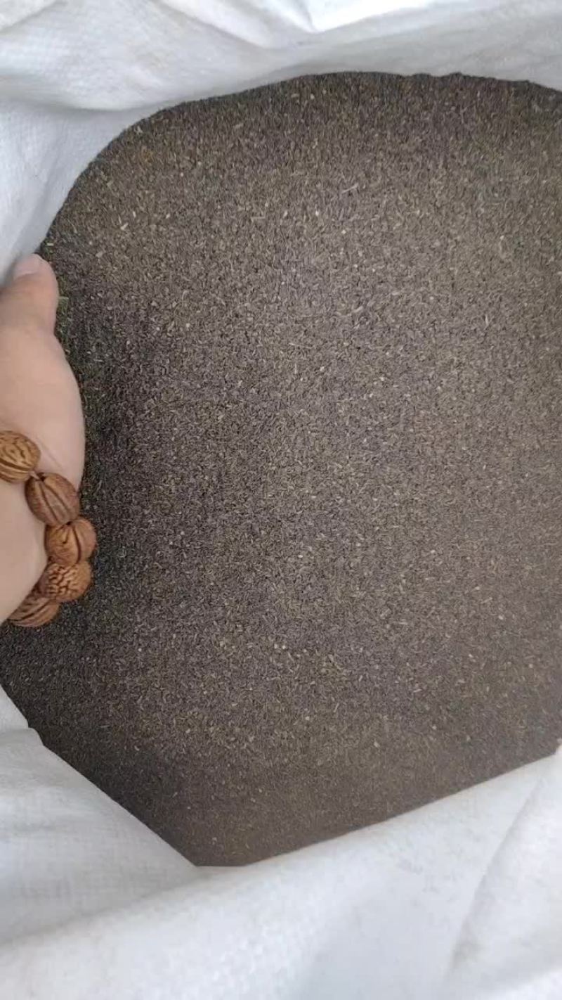 柴胡种子