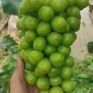 阳光玫瑰