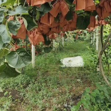 猕猴桃
