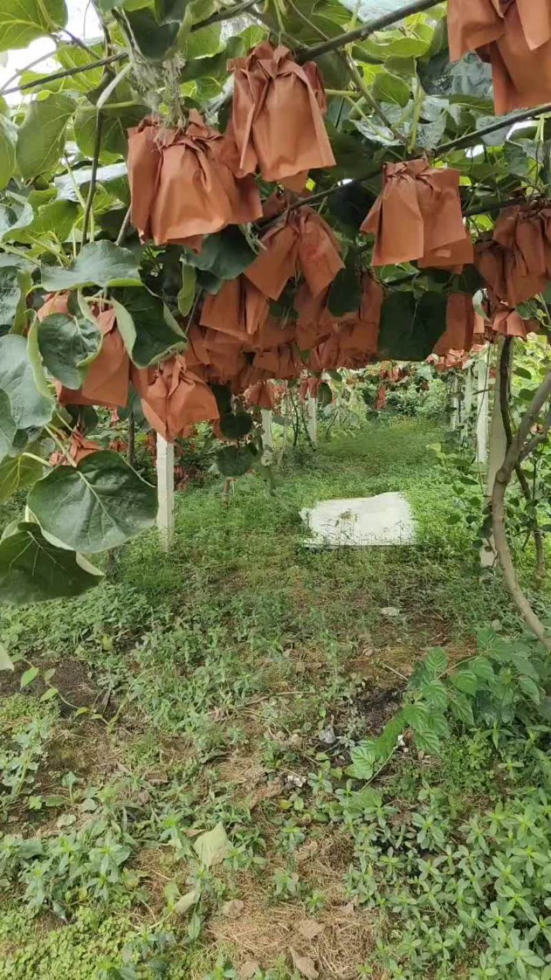 猕猴桃