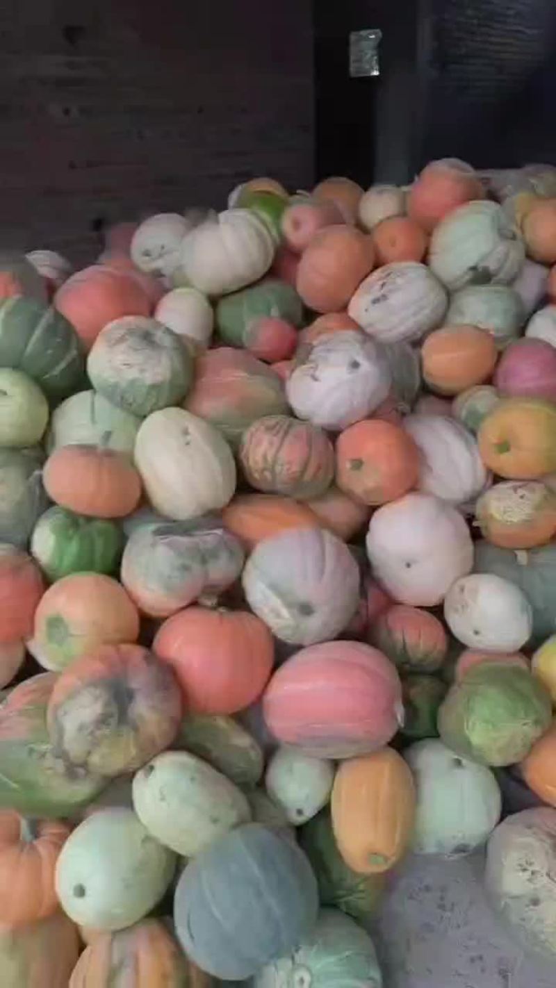 花南瓜，包饺子包包子专用