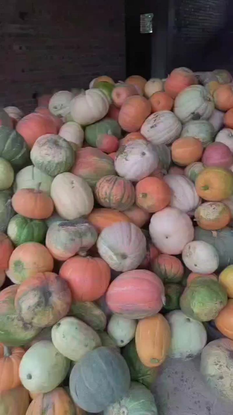 花南瓜，包饺子包包子专用