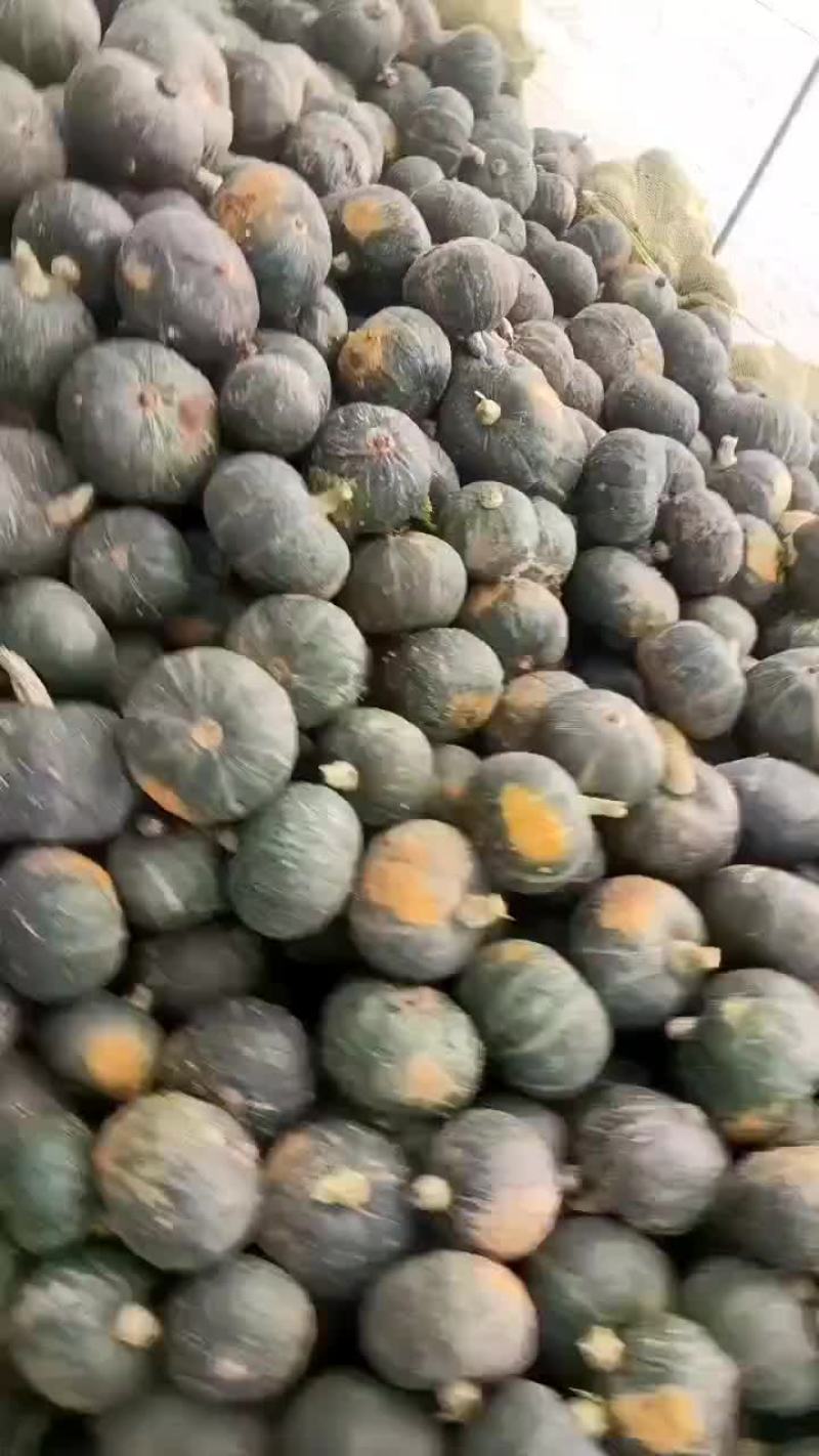 板栗南瓜，货在隆尧