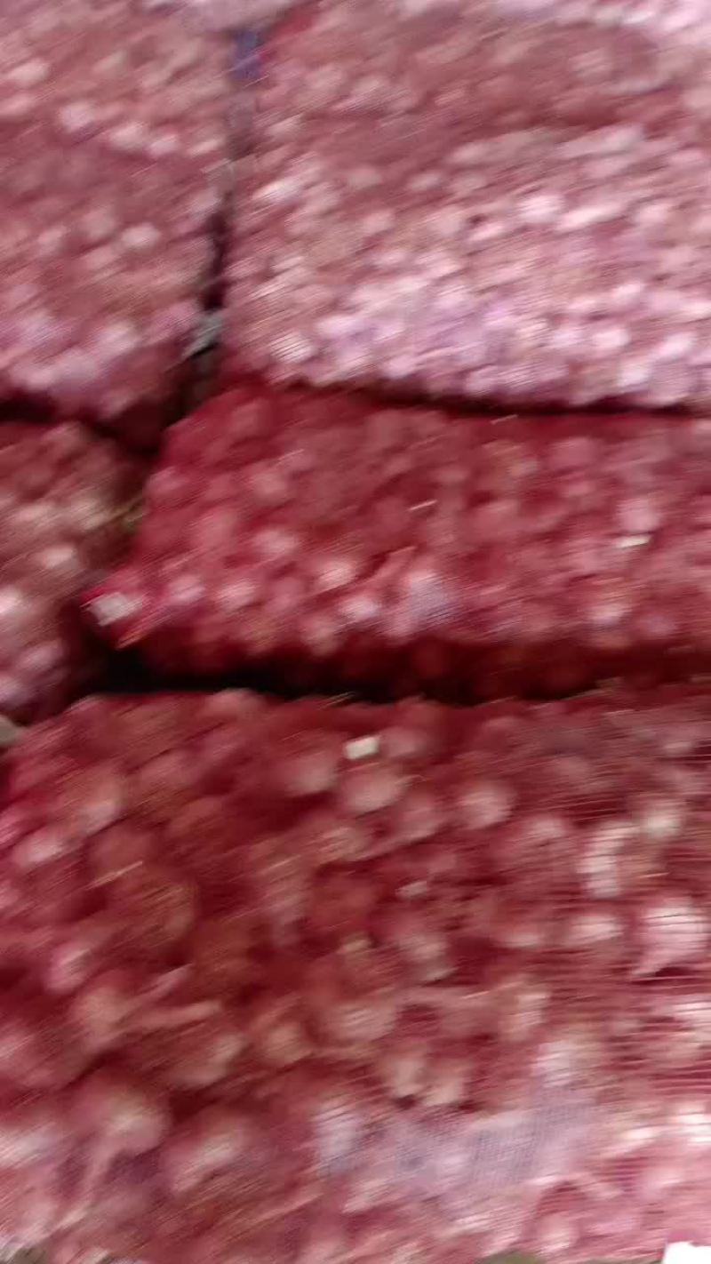 河北大名馆陶交界处紫红皮大蒜，热卖中