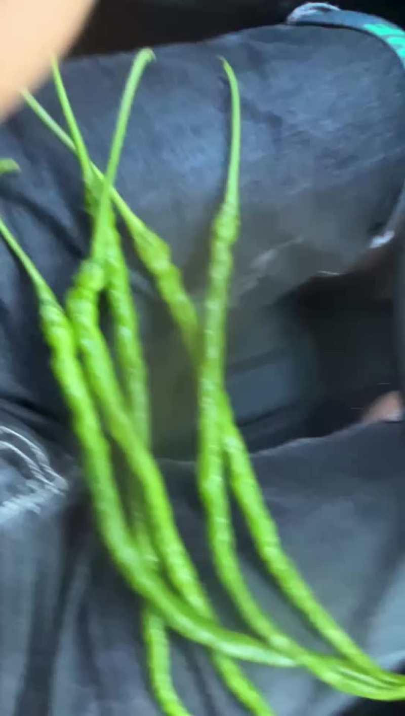 鸡爪椒