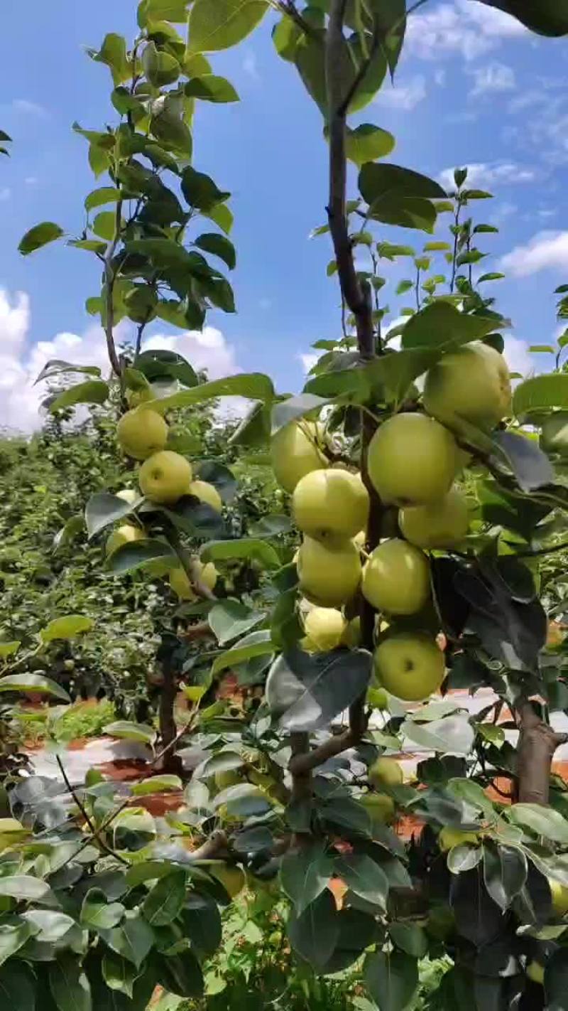 泸西县梨早白蜜大量上市了