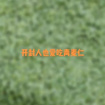 青麦仁