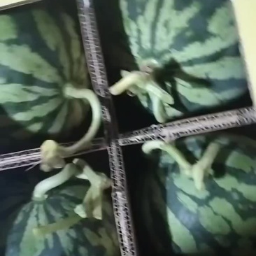 麒麟西瓜