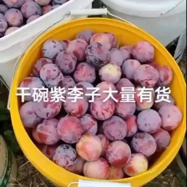 干碗李子大量下树需要的联系