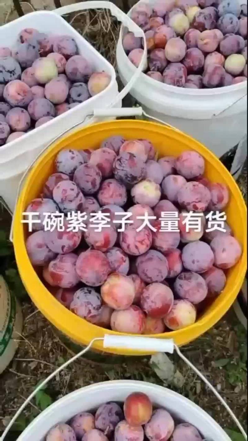 干碗李子大量下树需要的联系