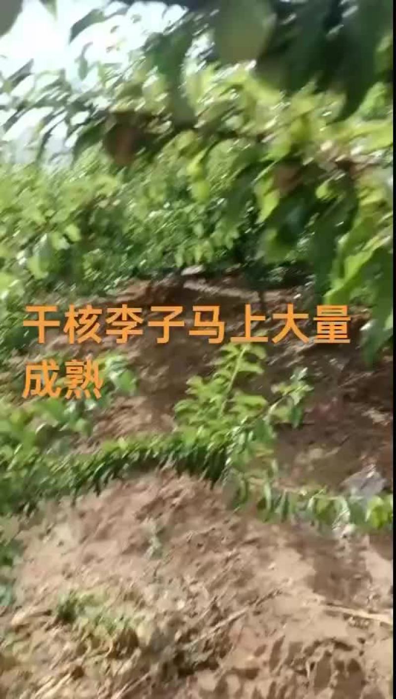 干碗李子大量下树需要的联系