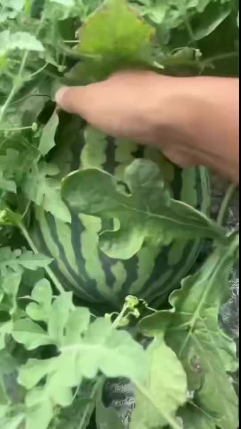 台农美都
