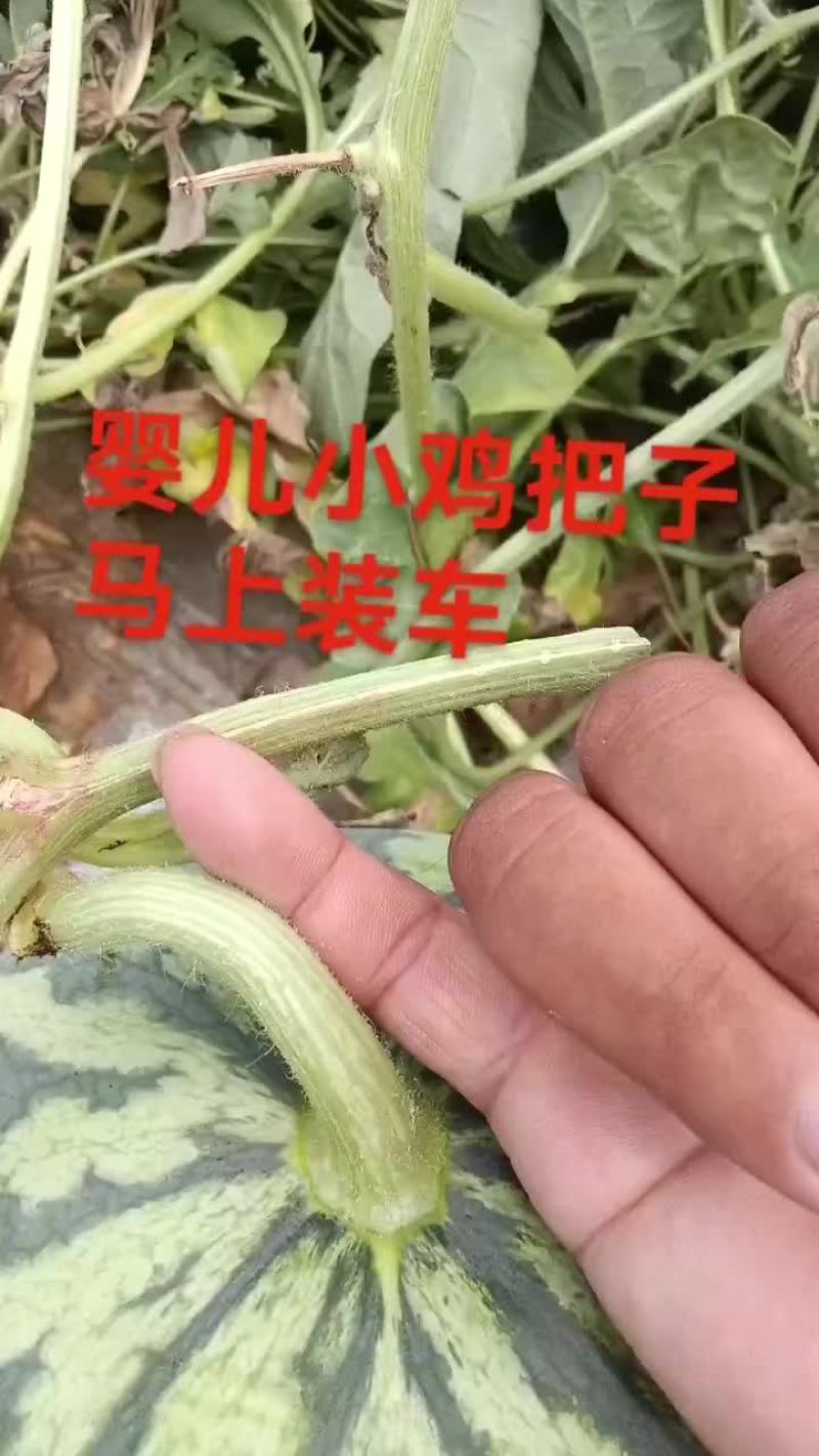 台农美都