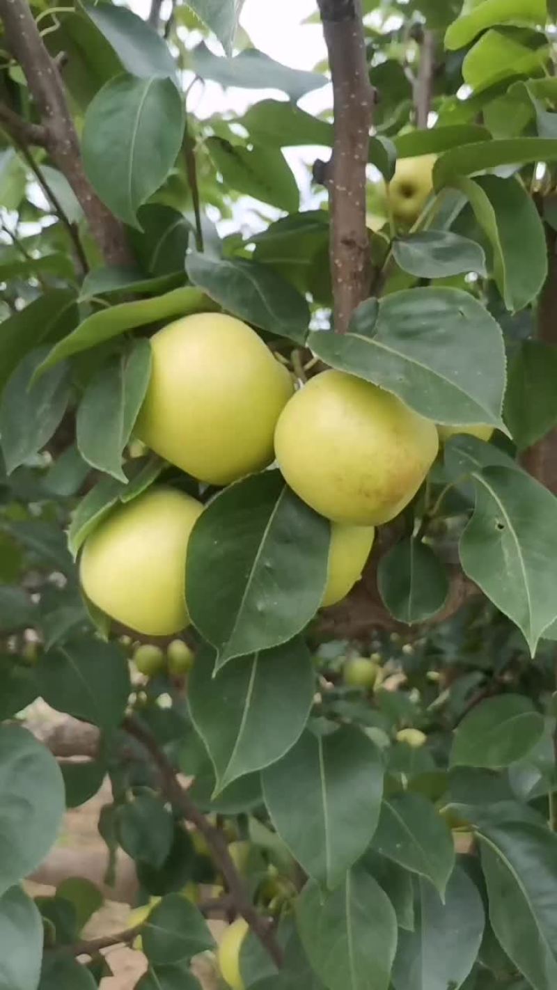 砀山产区皇冠梨