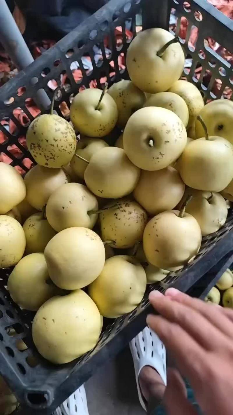 皇冠次梨，加工厂，批发，果汁厂，市场都可用。