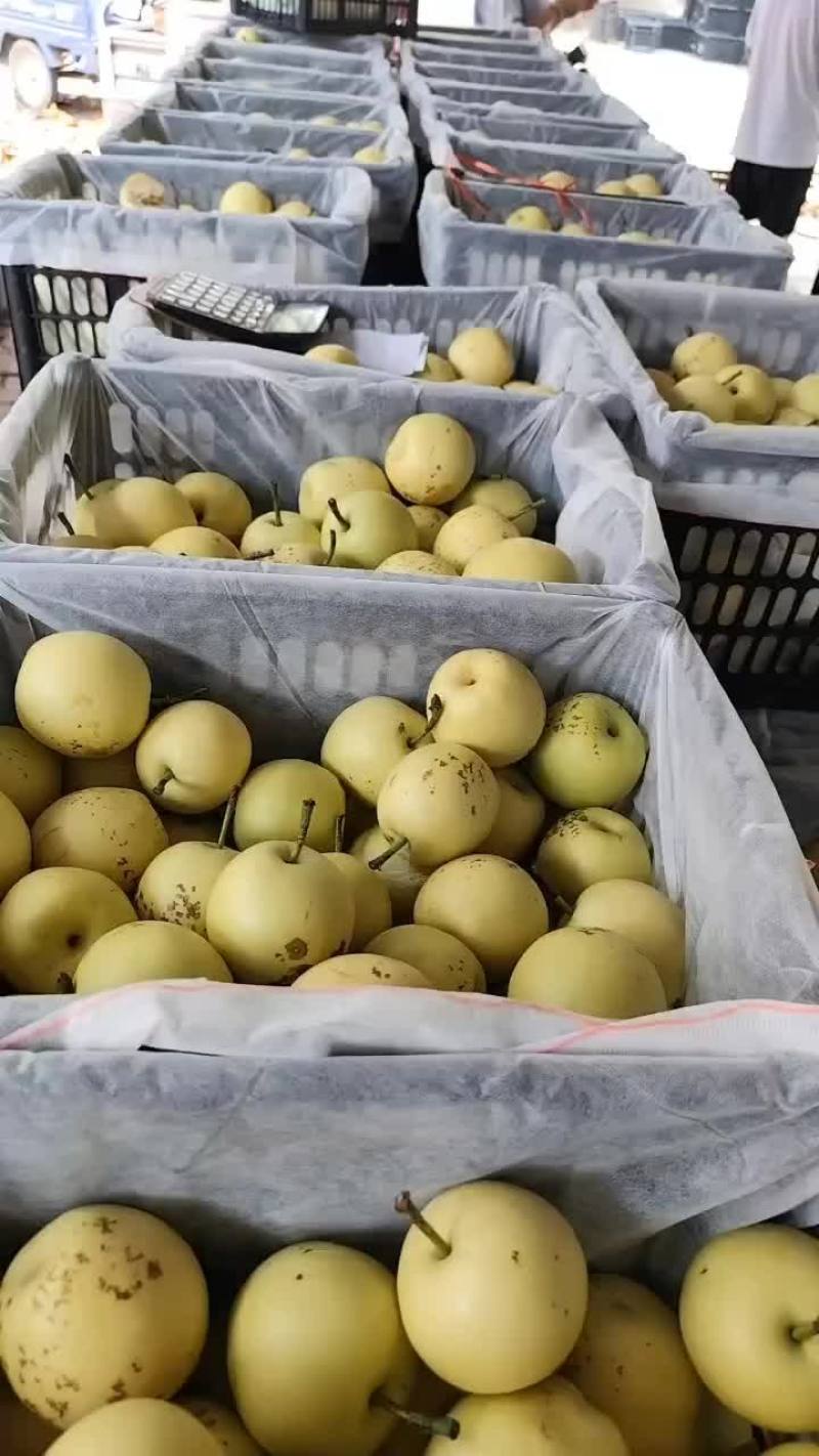皇冠次梨，加工厂，批发，果汁厂，市场都可用。
