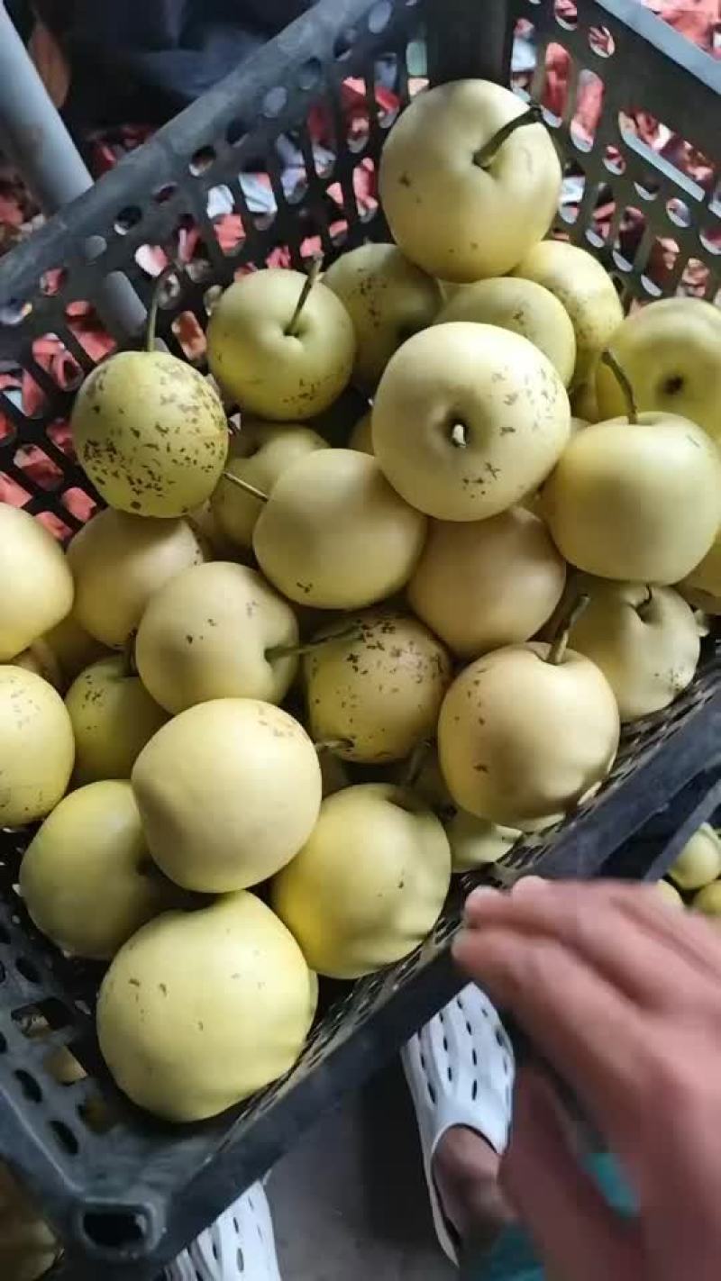 皇冠次梨，加工厂，批发，果汁厂，市场都可用。
