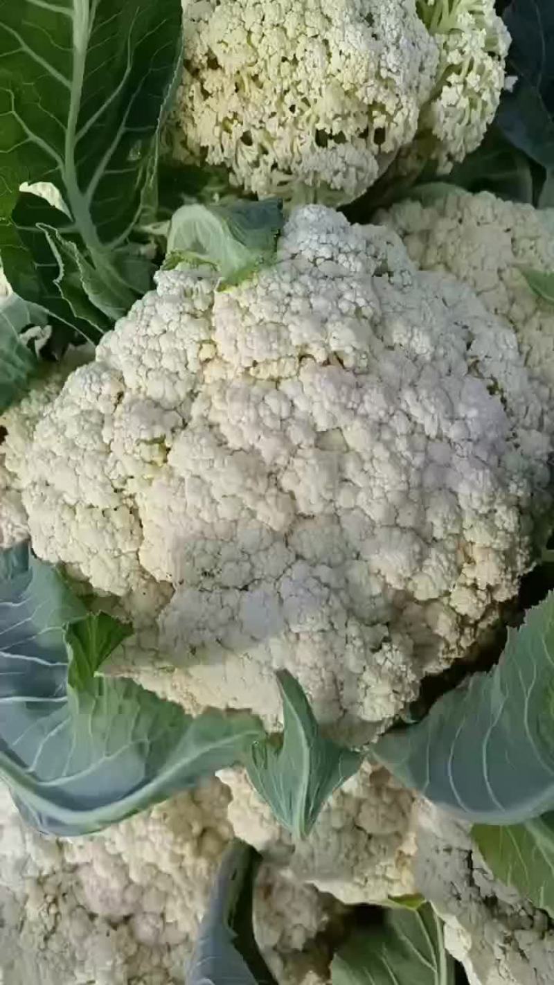 有机散花