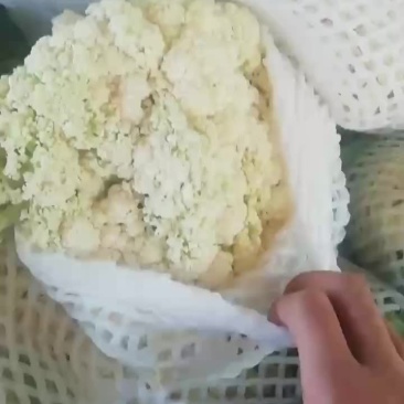 有机散花