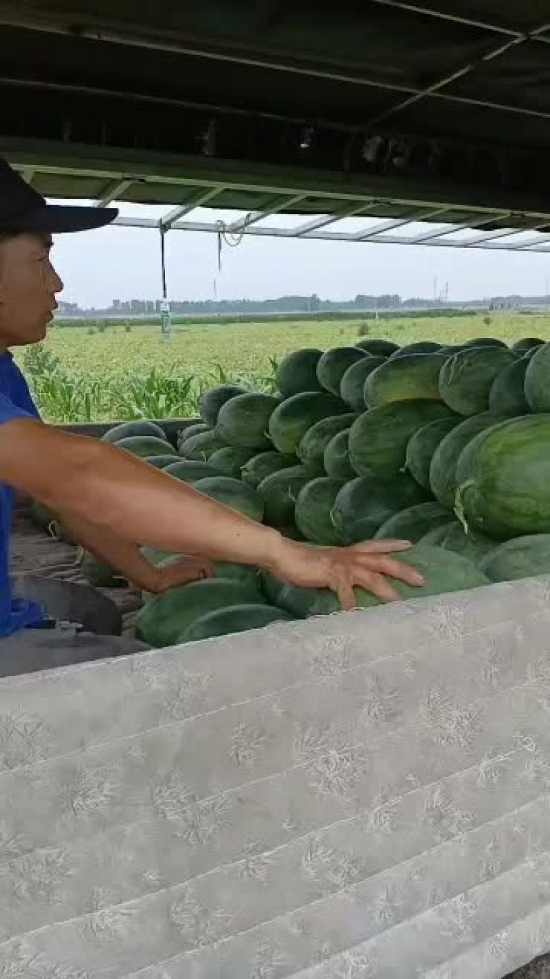 称心如意西瓜
