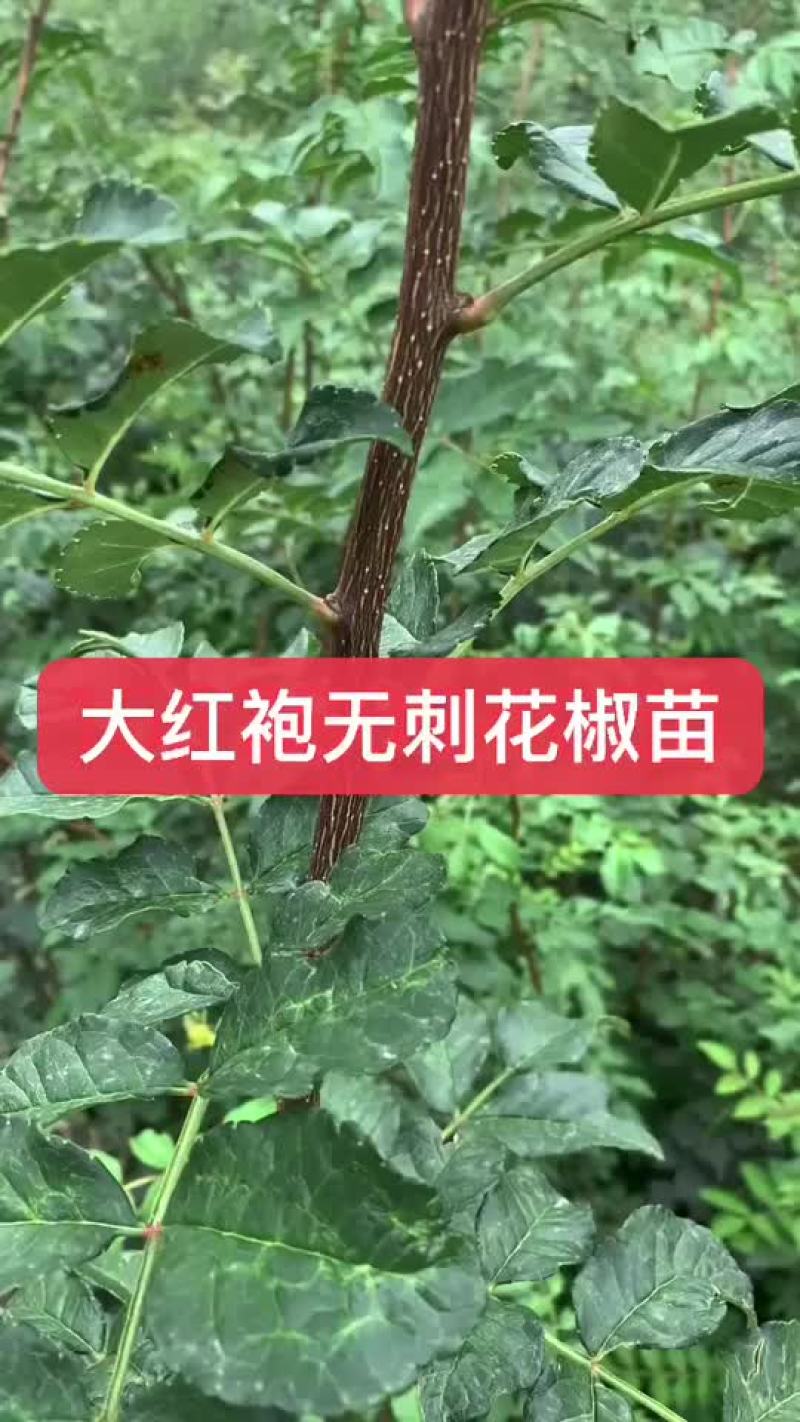 无刺花椒苗